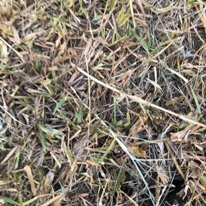 Meet your Posher, Devin